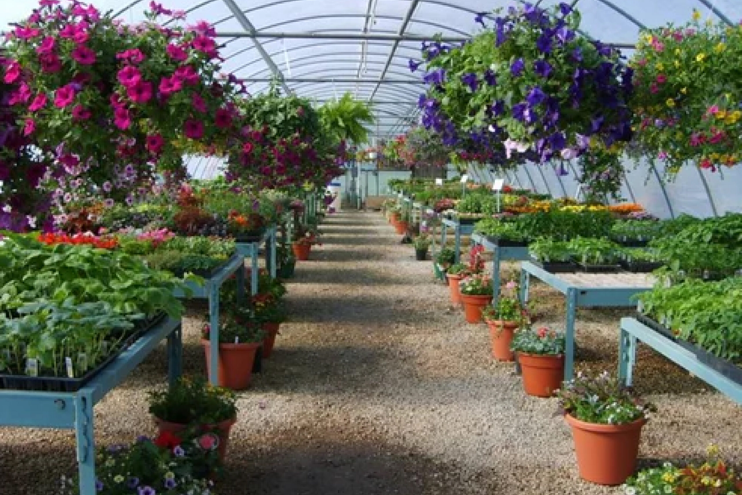 Plant Nursery